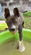 NERON Imagen 1